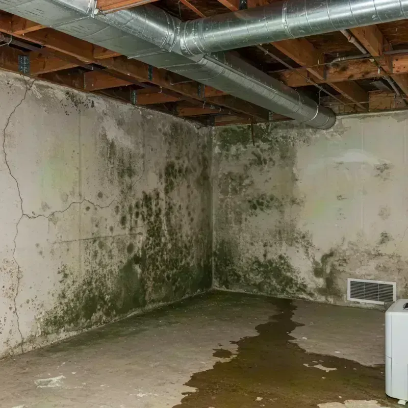 Professional Mold Removal in Black Forest, CO